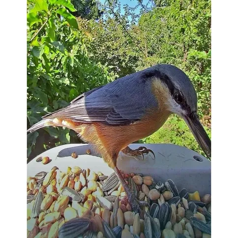 Bird-Buddy-2-0-Smart-Bird-feeder-with-solar-panel_4.jpg